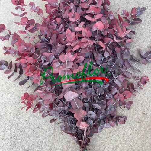 Eucalyptus Cinerea Red Preserved