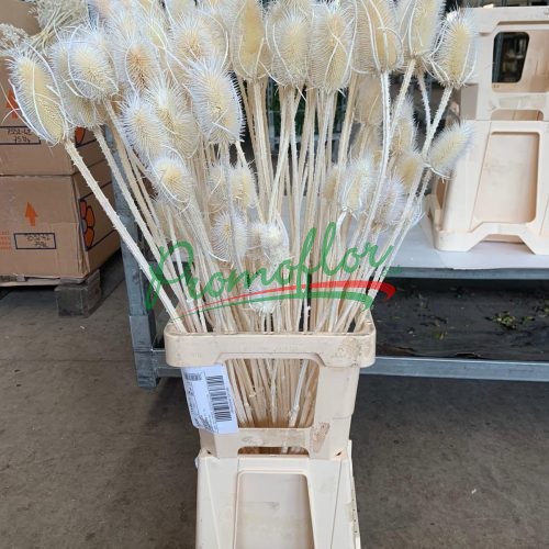 Bleached Cynara Cardunculus (Cardoon)