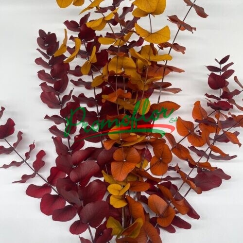 Eucalyptus Cinerea Preserved Autumn