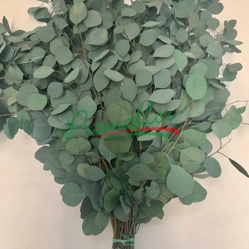 Eucalyptus Populifolia Green Preserved