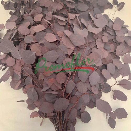 Eucalyptus Populifolia Red Preserved