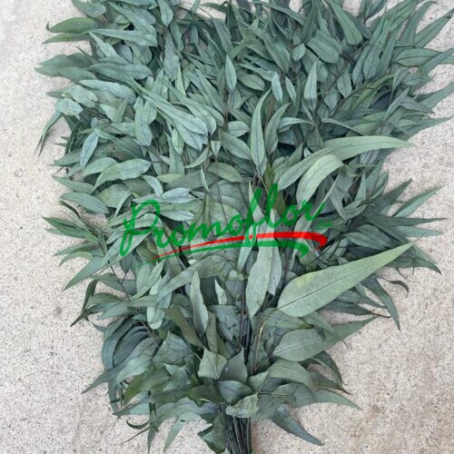 Eucalyptus Willow Green Preserved