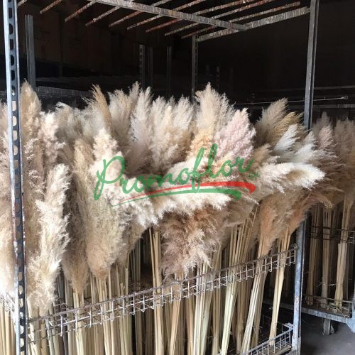 Pampas Bleached (Cortaderia Selloana)