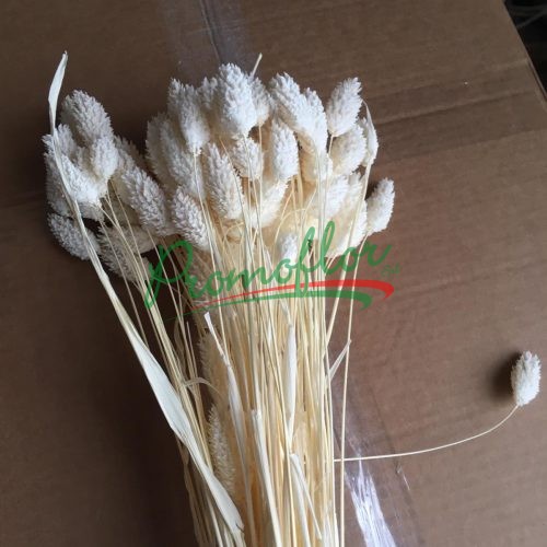 Bleached Phalaris