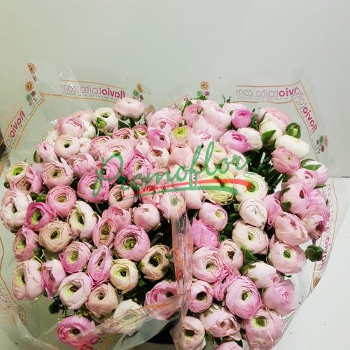 Ranunculus Elegance Pink