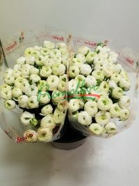 Ranunculus Elegance White