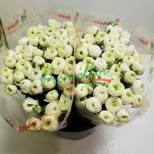 Ranunculus Elegance White