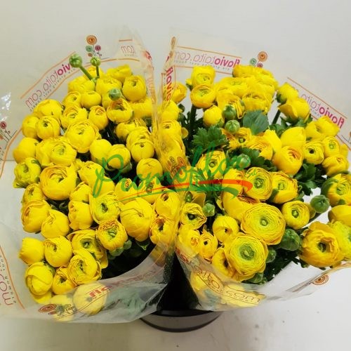 Ranunculus Elegance Yellow