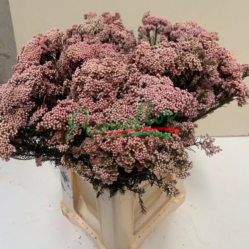 Rice Flower (Ozothamnus) Preserved Light Pink