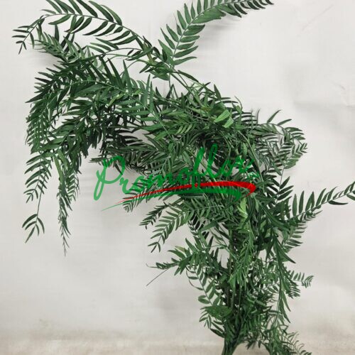 Schinus Molle Preserved