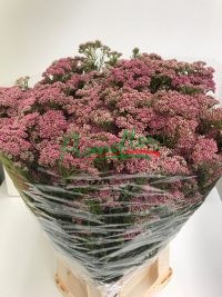 Ozothamnus Diosmifolius