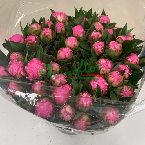 Paeonia Dr. Alexander Fleming