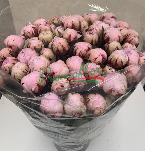 Paeonia Reine Hortense