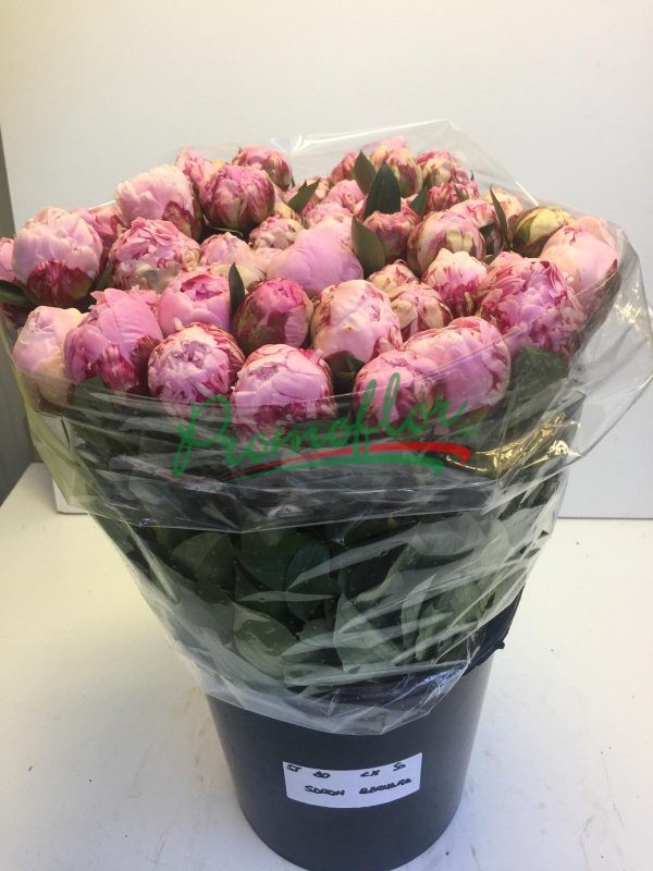 Paeonia Sarah Bernhardt