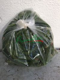 Araucaria Bags