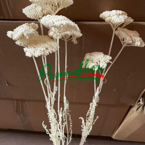 Achillea Bleached