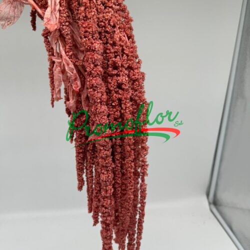 Amaranthus Bleached