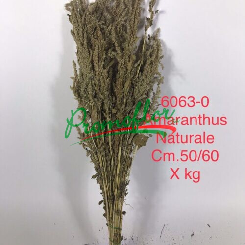 Amaranthus Natural