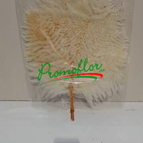 Bleached Fern