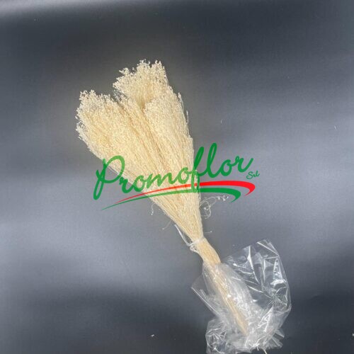 Broom Bloom Bleached