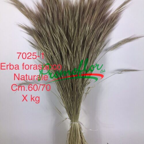 Erba Forasacco Natural