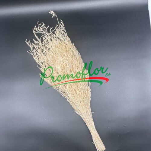 Limonium Bleached