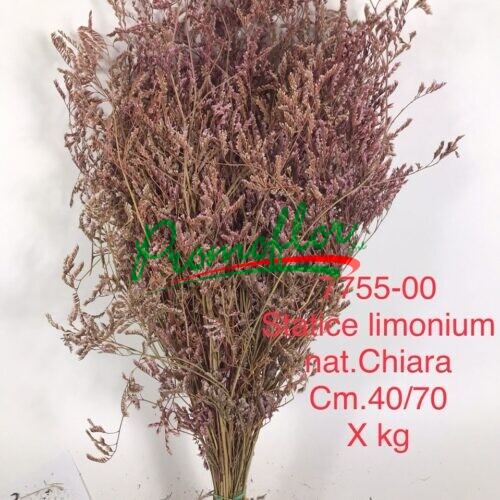 Limonium Chiara Natural