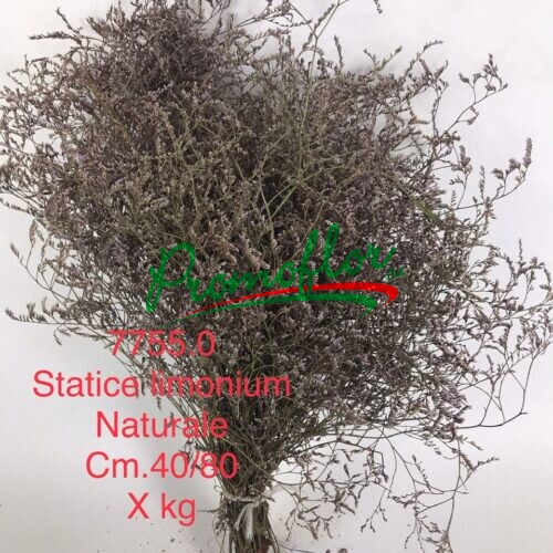 Limonium Natural