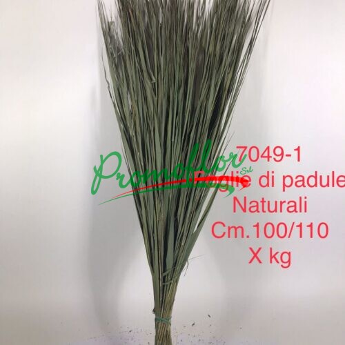 Padule Leaves Natural
