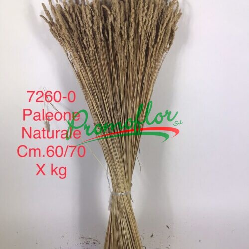 Paleone Natural