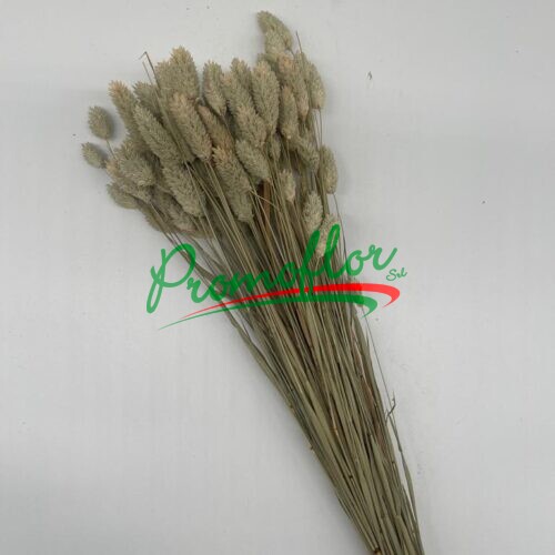 Phalaris Natural