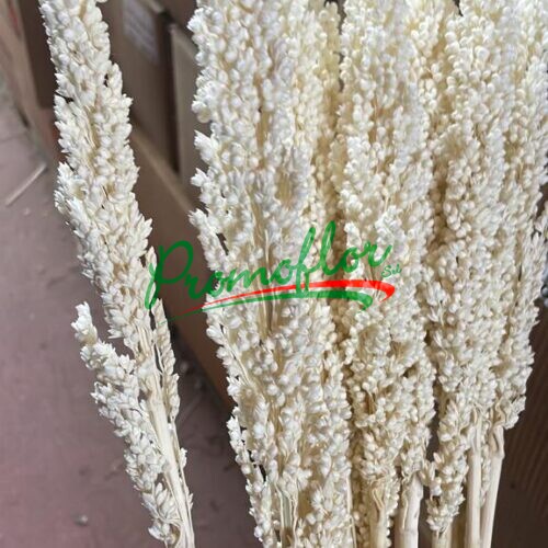 Sorgo Bleached